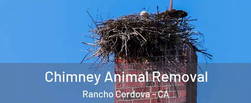 Chimney Animal Removal Rancho Cordova - CA