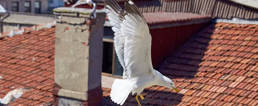 Residential Chimney Animal Removal Solution in Rancho Cordova, CA